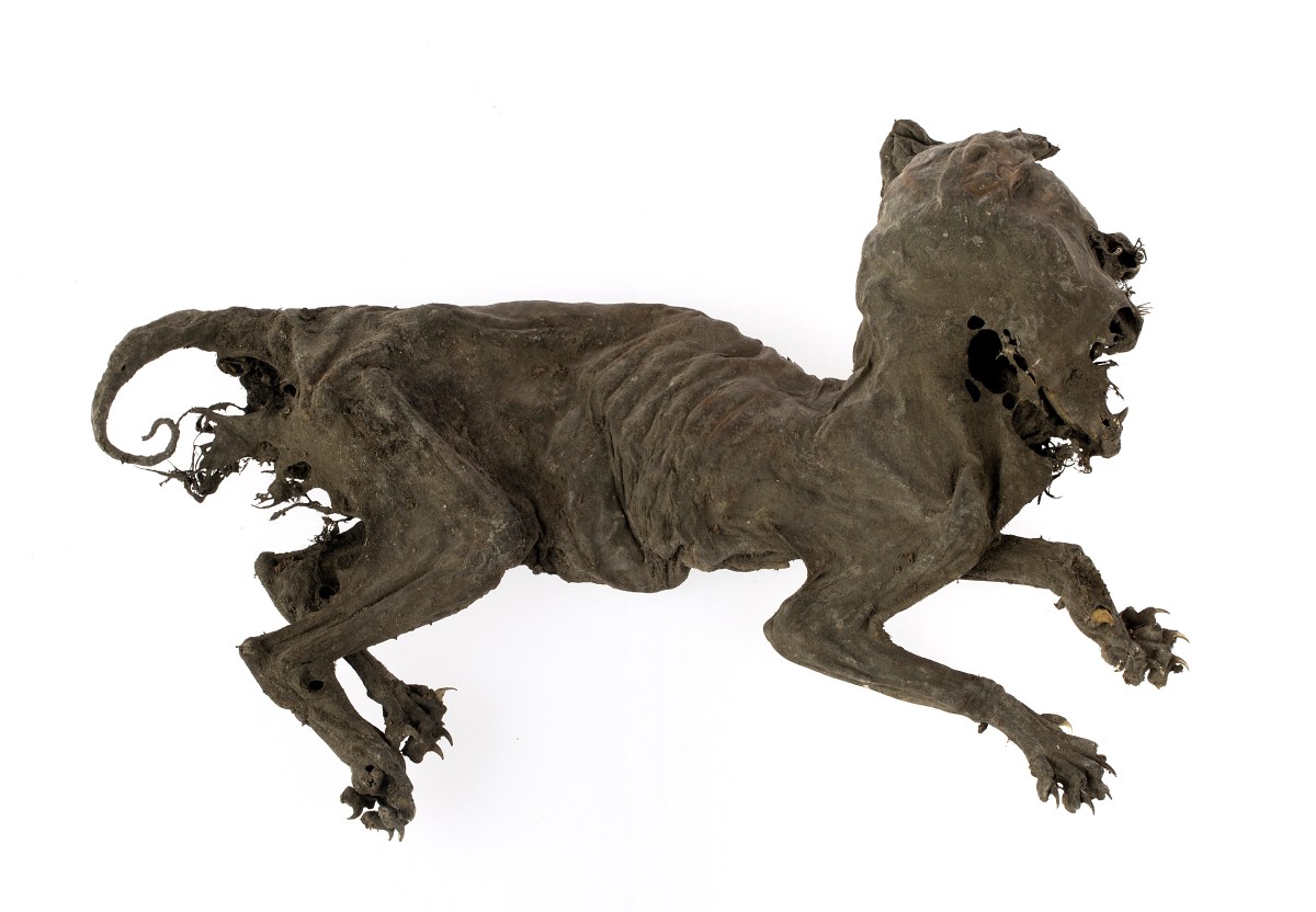 The Buxton Cat&nbsp;Mummy